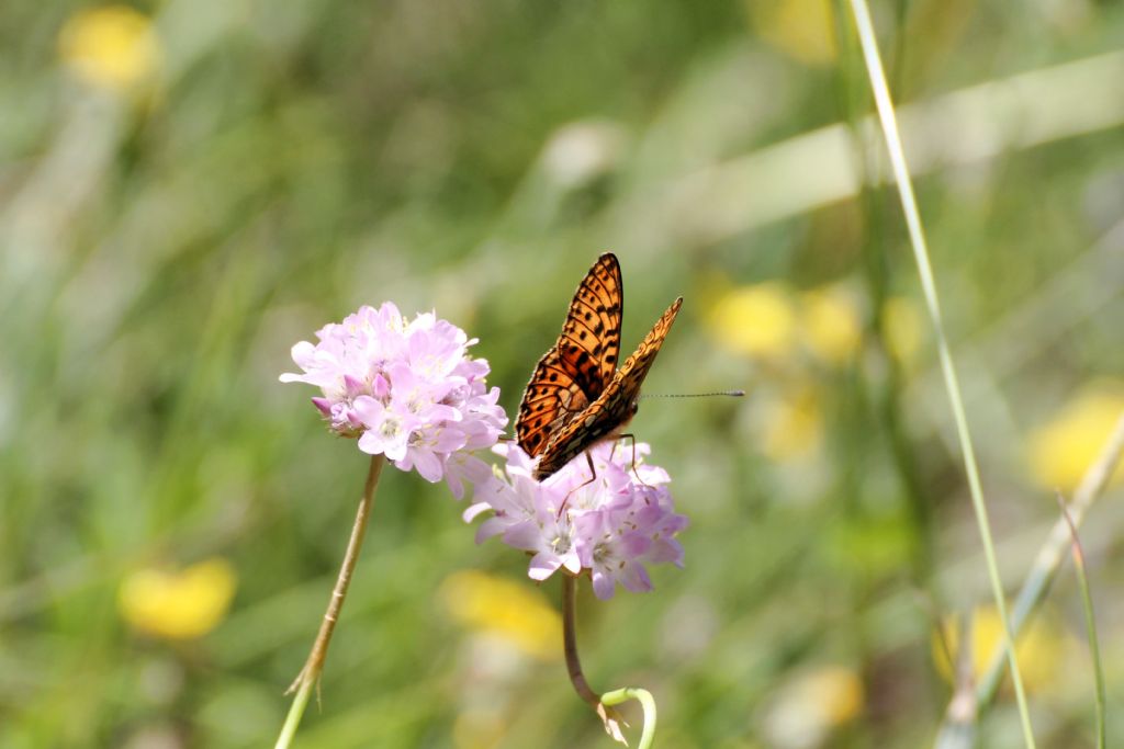 Boloria (Clossiana) euphrosyne, Nymphalidae